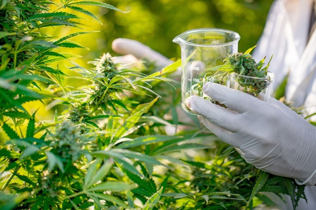 Court Considers Medical Marijuana Company Substantiation