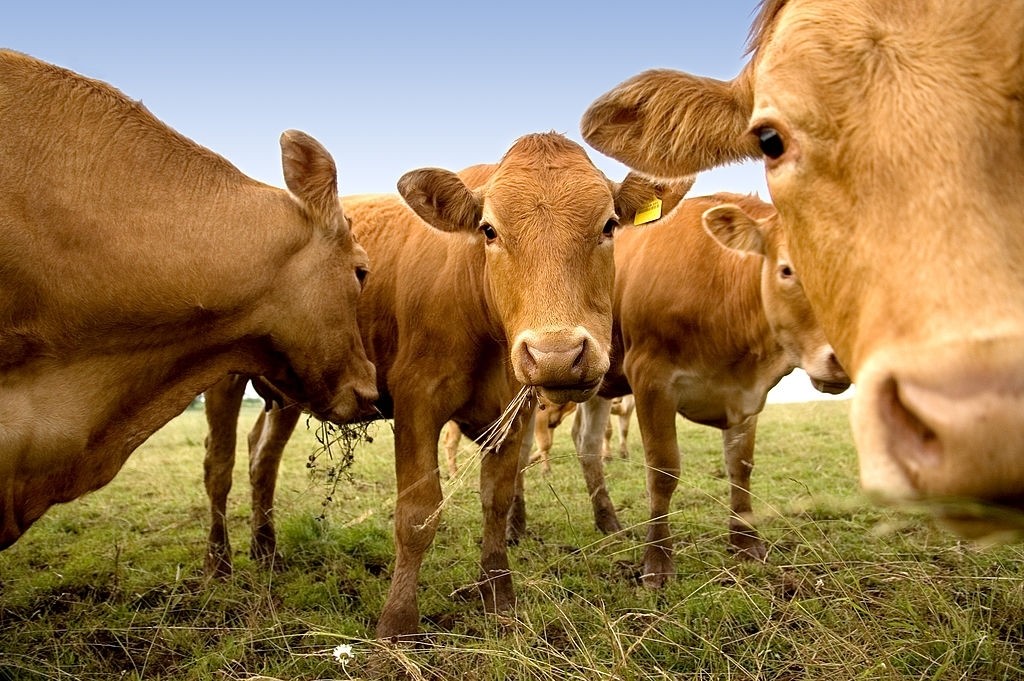 Family Cattle Operation Denied Tax Deductions